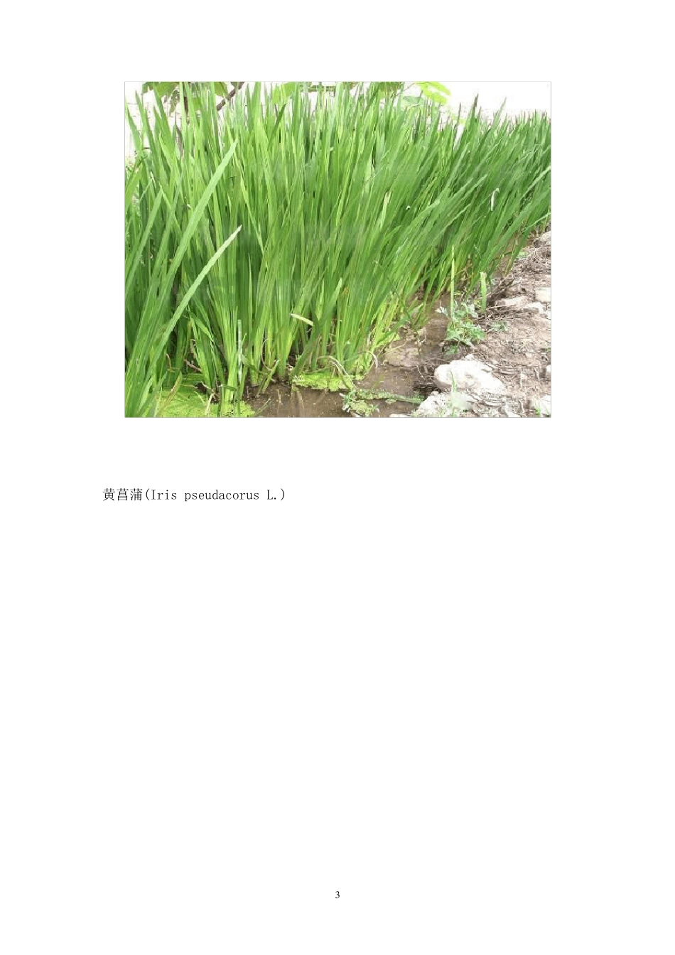 挺水植物汇总_第3页