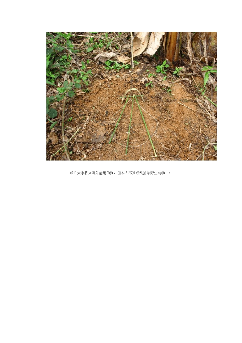 捕猎陷阱与下套_第3页