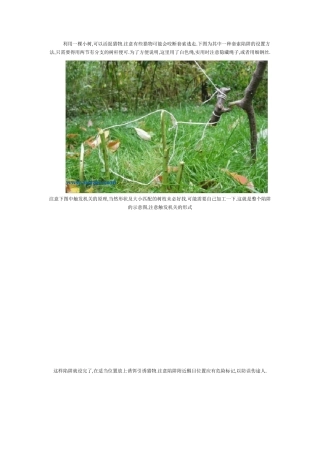 捕猎陷阱与下套