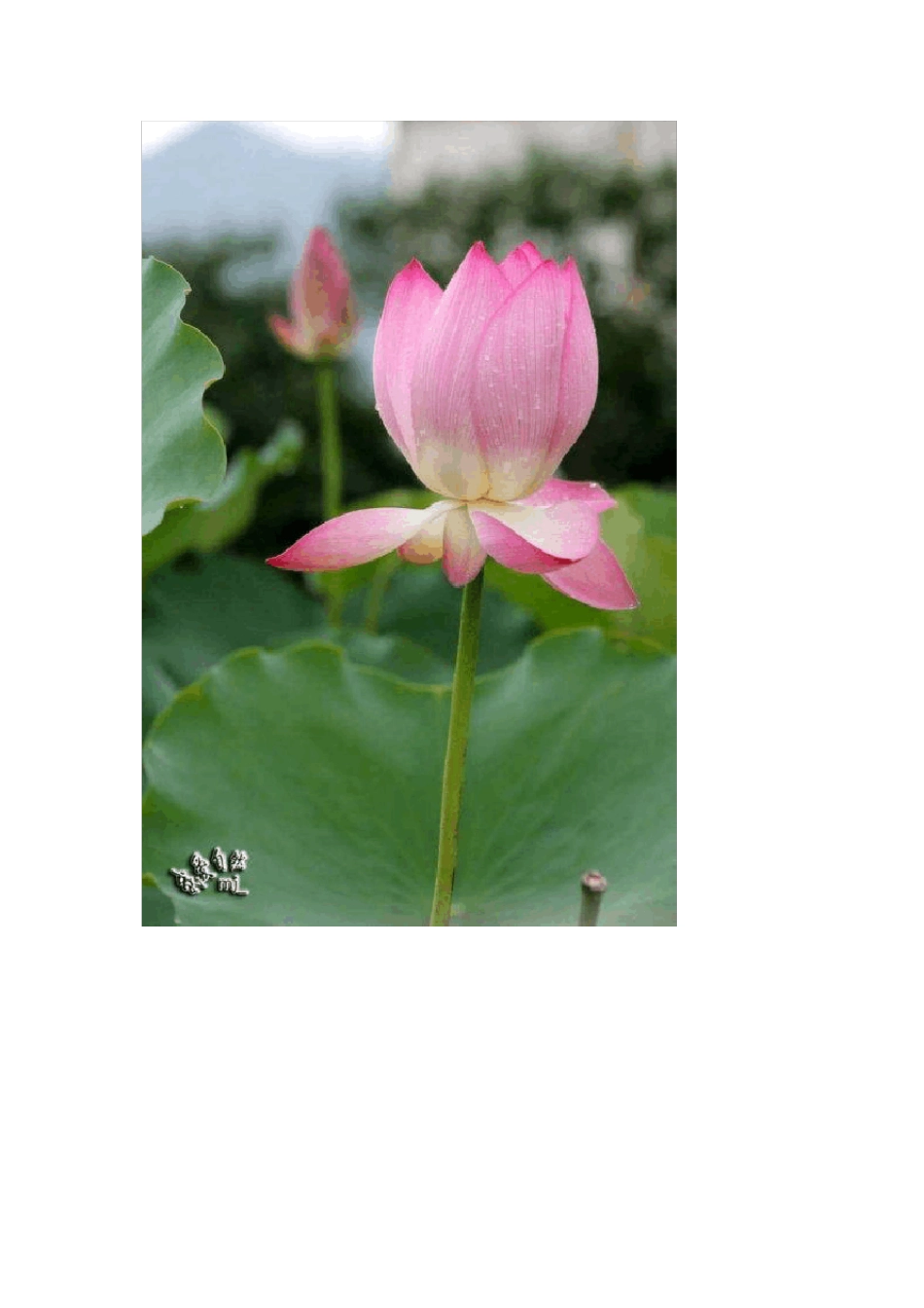 描写植物花草树木的成语_第3页