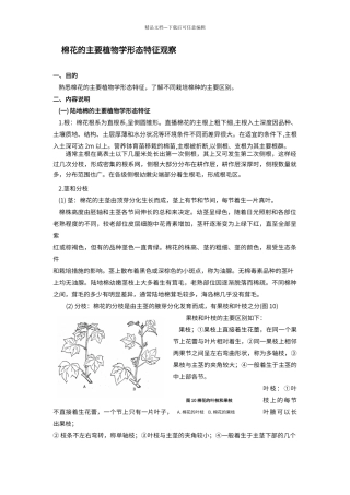 棉花的主要植物学形态特征观察