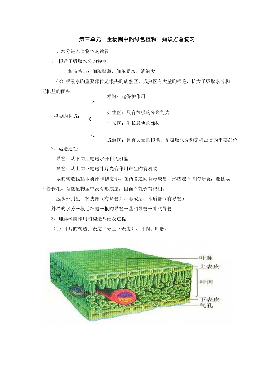 2025年第三单元生物圈中的绿色植物知识点总复习学生用_第1页