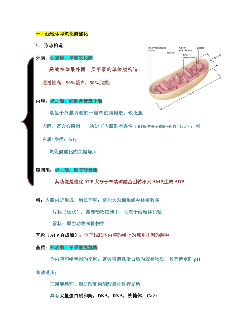 2025年细胞生物学线粒体与叶绿体知识点整理_第1页