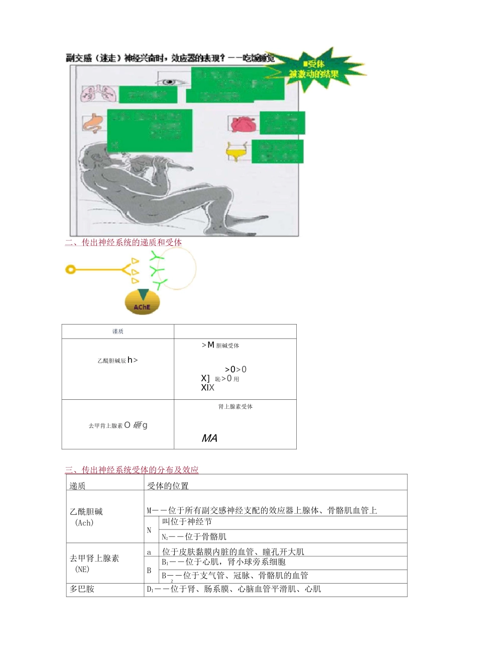 药理学—传出神经系统药理概述_第3页