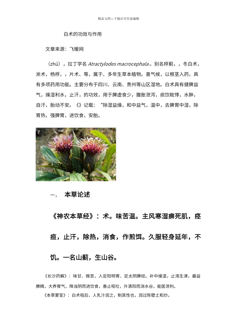 白术的功效与作用_第1页