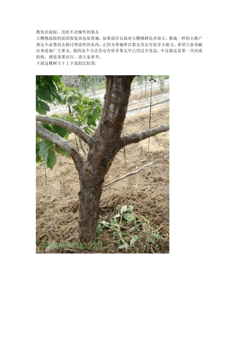 教你治樱桃树流胶_第1页