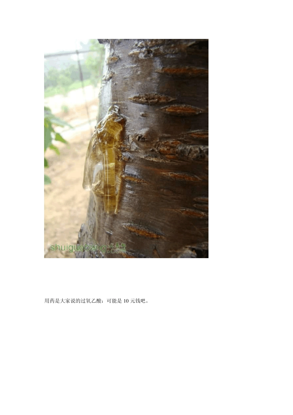 教你治樱桃树流胶_第2页