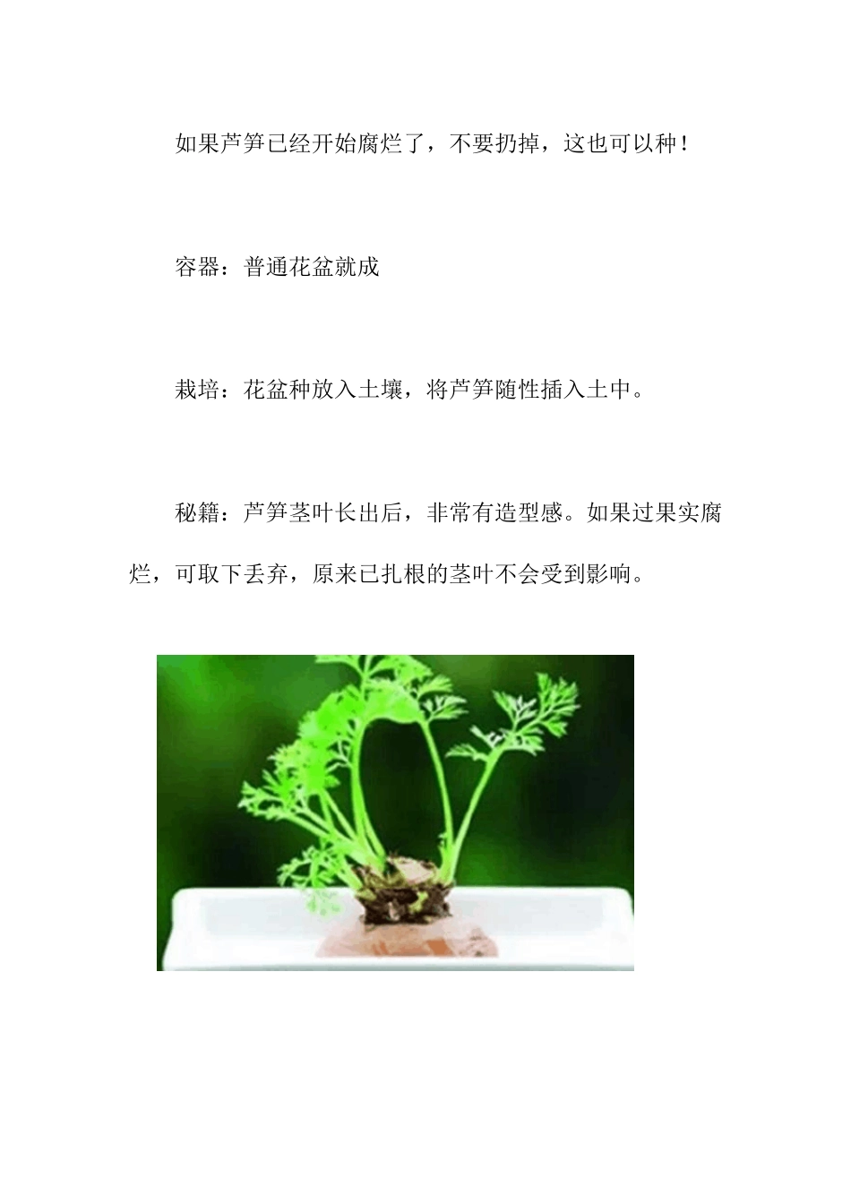 教你蔬菜变盆栽的方法_第3页