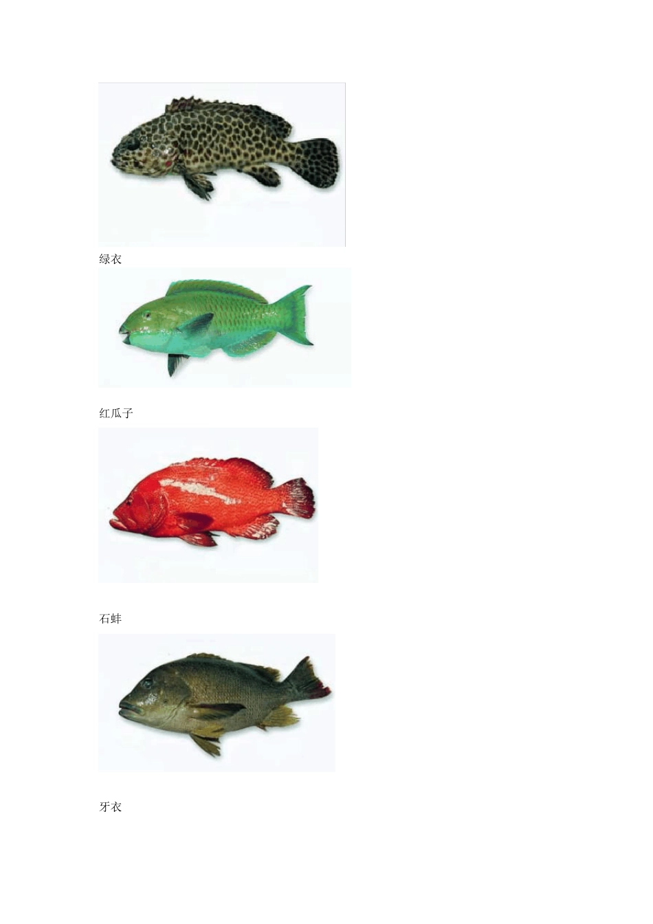 教你认识各种海鲜_第3页