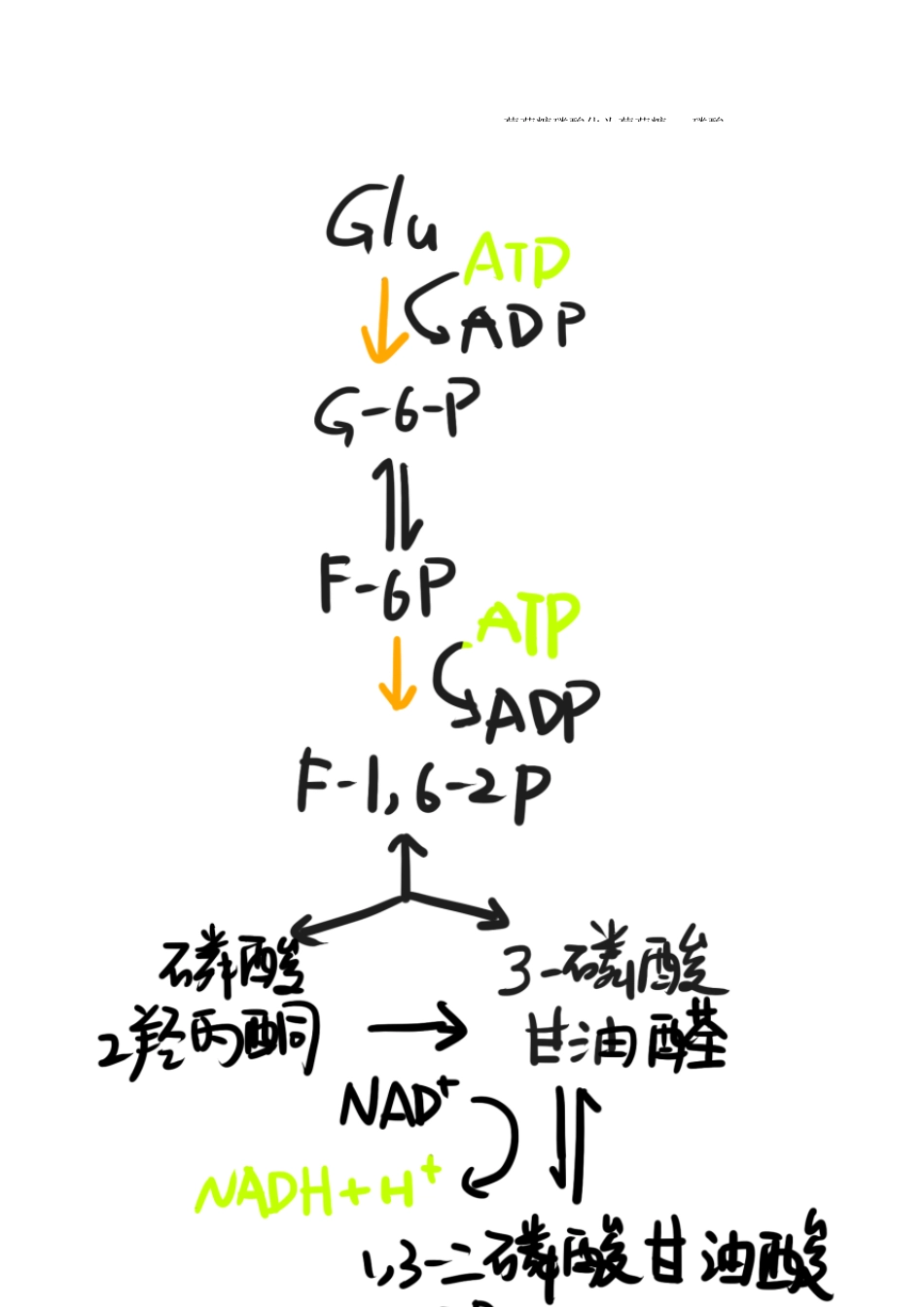 有机化学第九章糖代谢_第2页