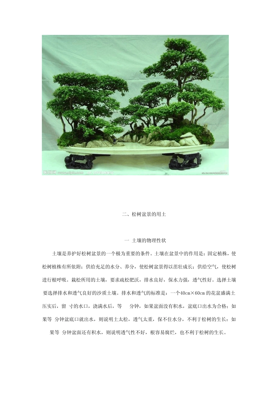 松树盆景的养护管理要点_第2页
