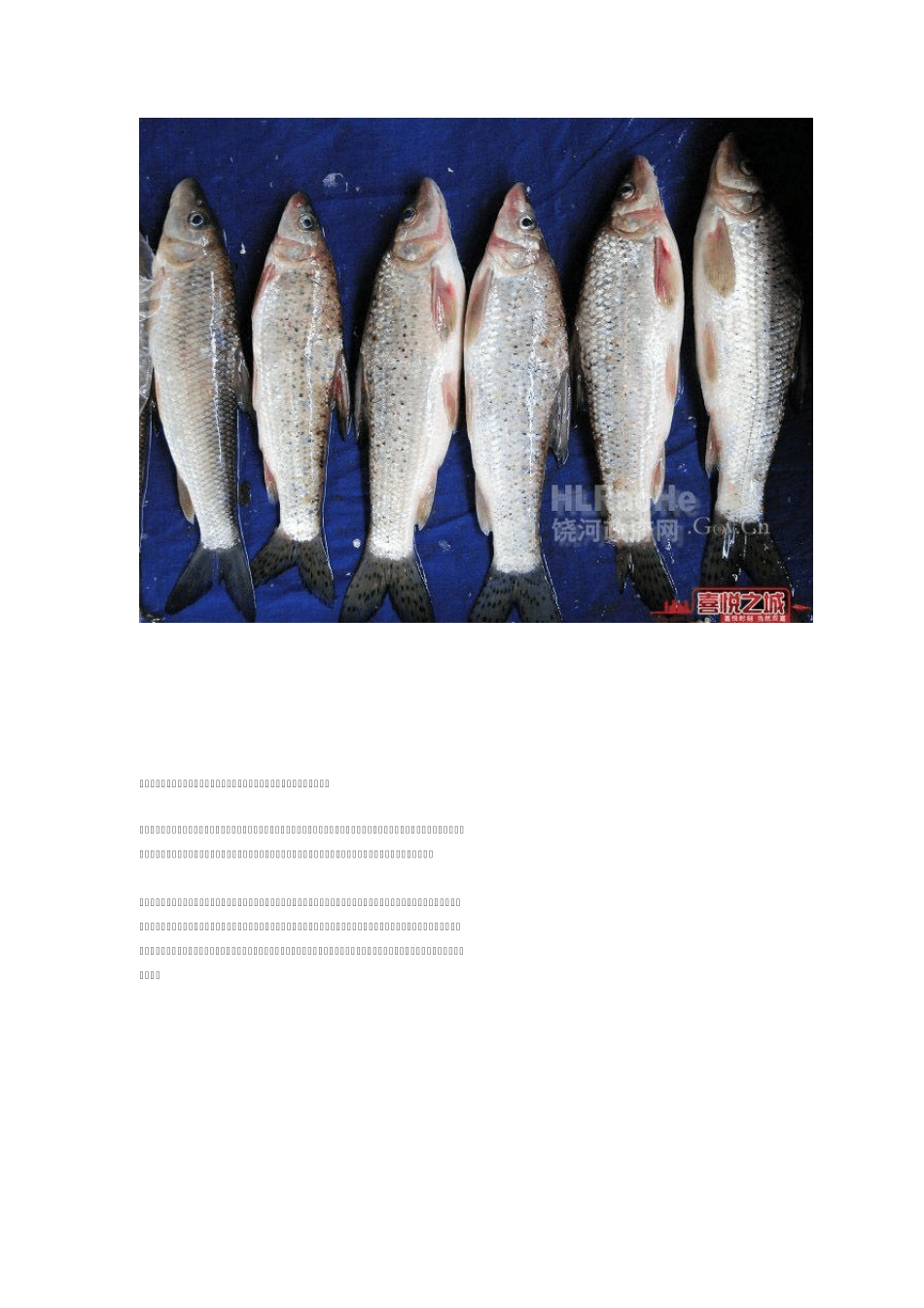 松花江的名鱼——“三花五罗十八子七十二杂鱼”,你吃过几个!_第3页