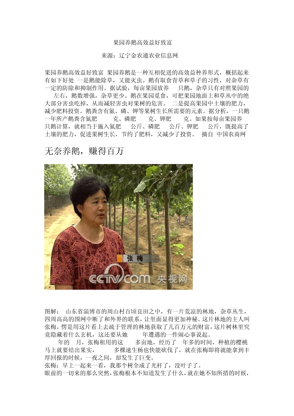 果园养鹅高效益好致富_第1页