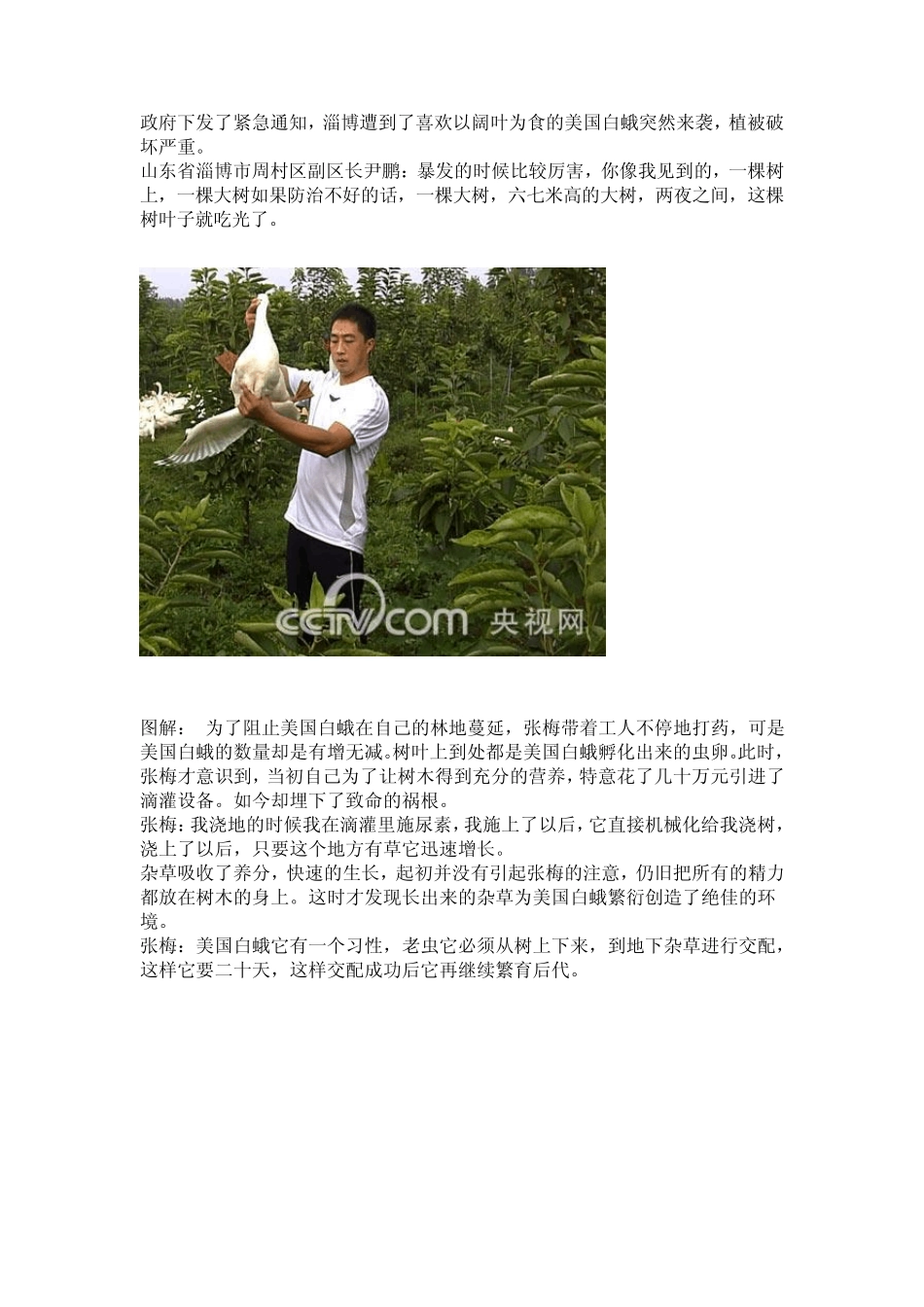 果园养鹅高效益好致富_第2页
