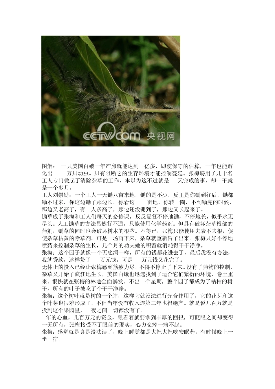 果园养鹅高效益好致富_第3页