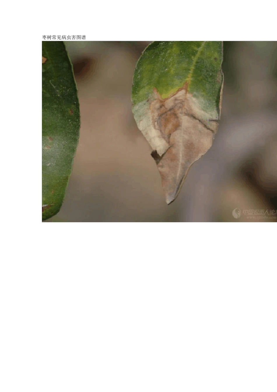 枣树常见病虫害图谱_第1页