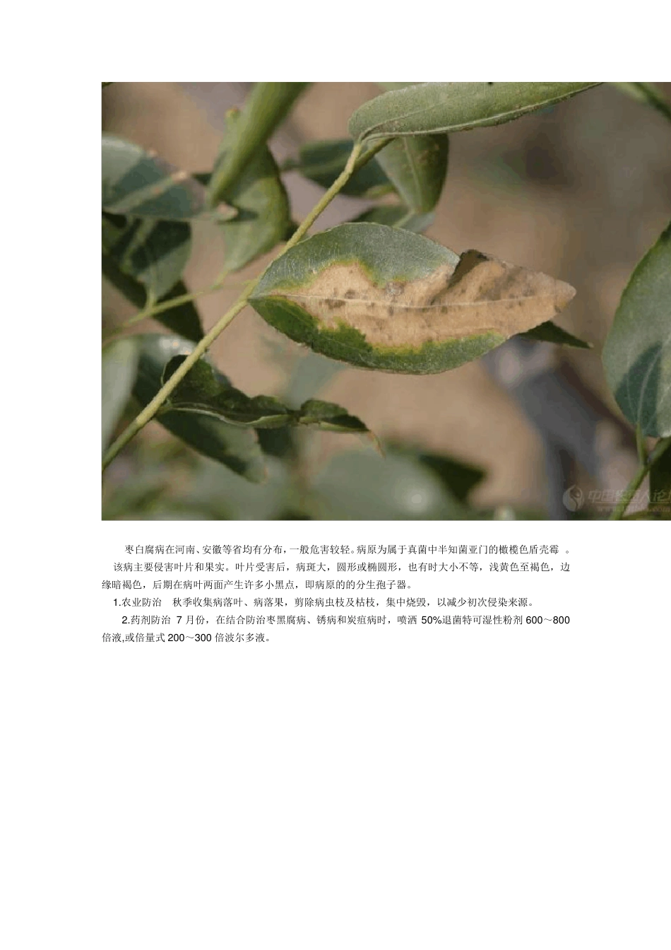 枣树常见病虫害图谱_第2页