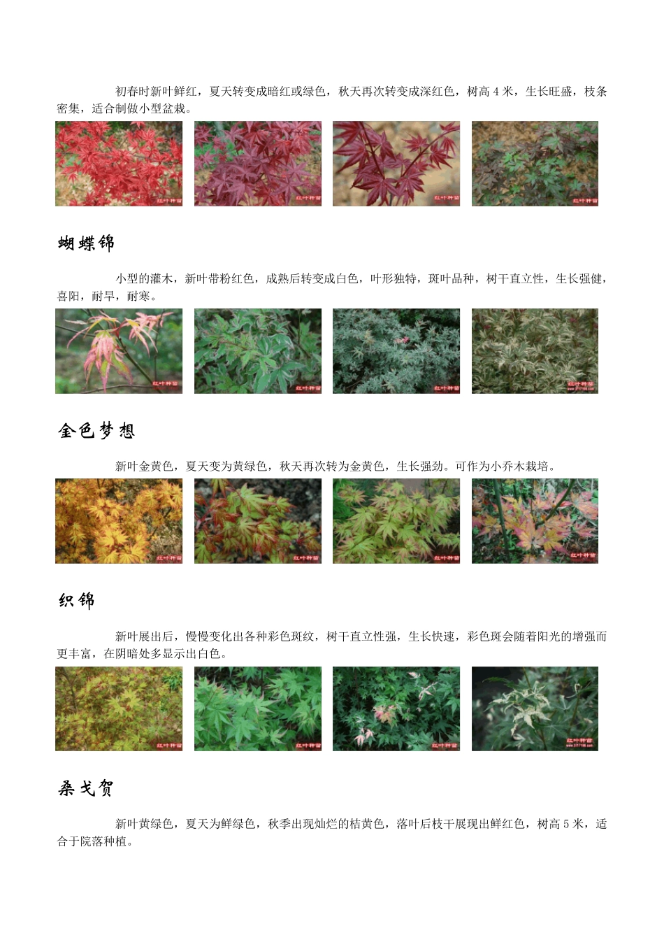 枫树的种类,品种归类图片_第3页