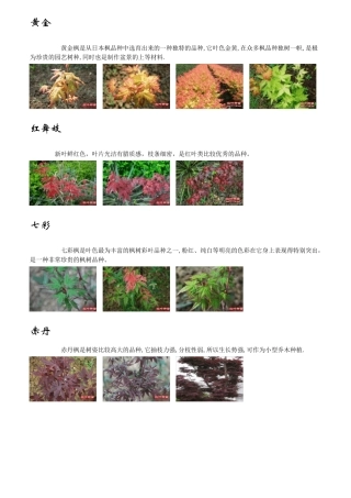 枫树的种类,品种归类图片