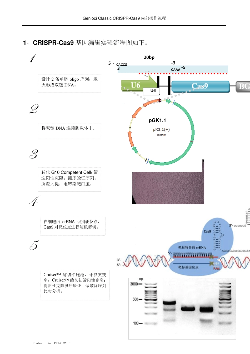 某公司内部的CRISPRCas9操作流程_第2页
