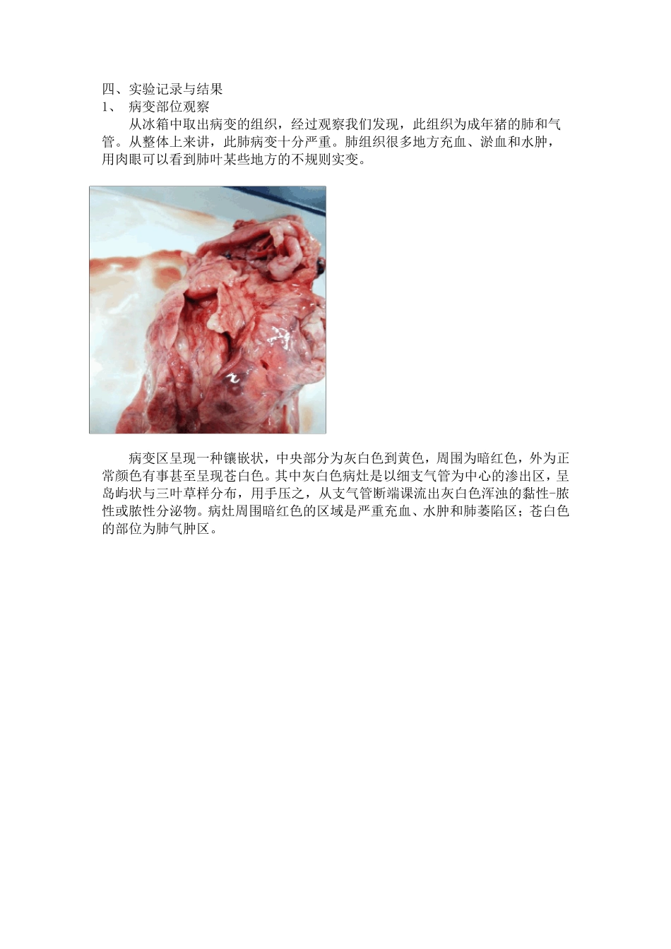 某猪场发病猪的细菌学诊断实践报告_第3页