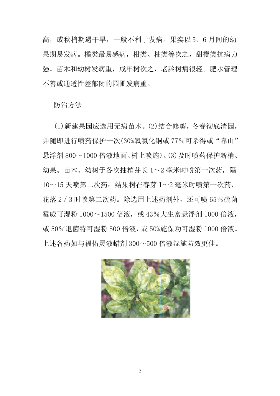 柑橘病害(图文)_第2页
