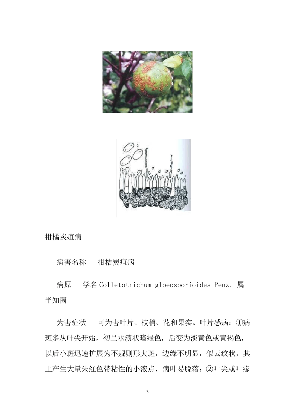 柑橘病害(图文)_第3页