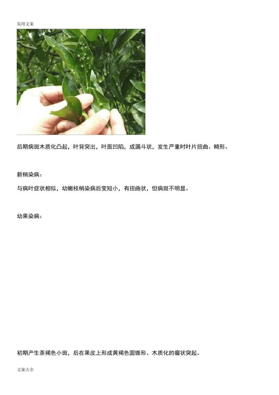 柑橘病虫害(图谱大全)_第2页