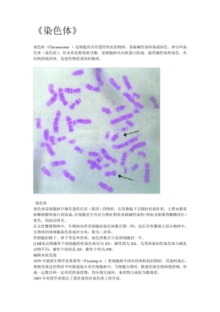 染色体基础知识