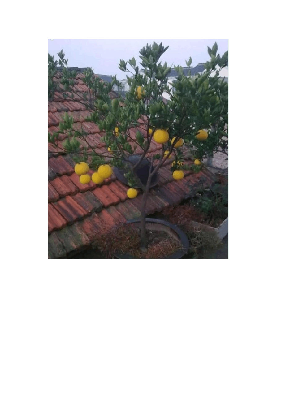 柚子树的南方种植_第3页