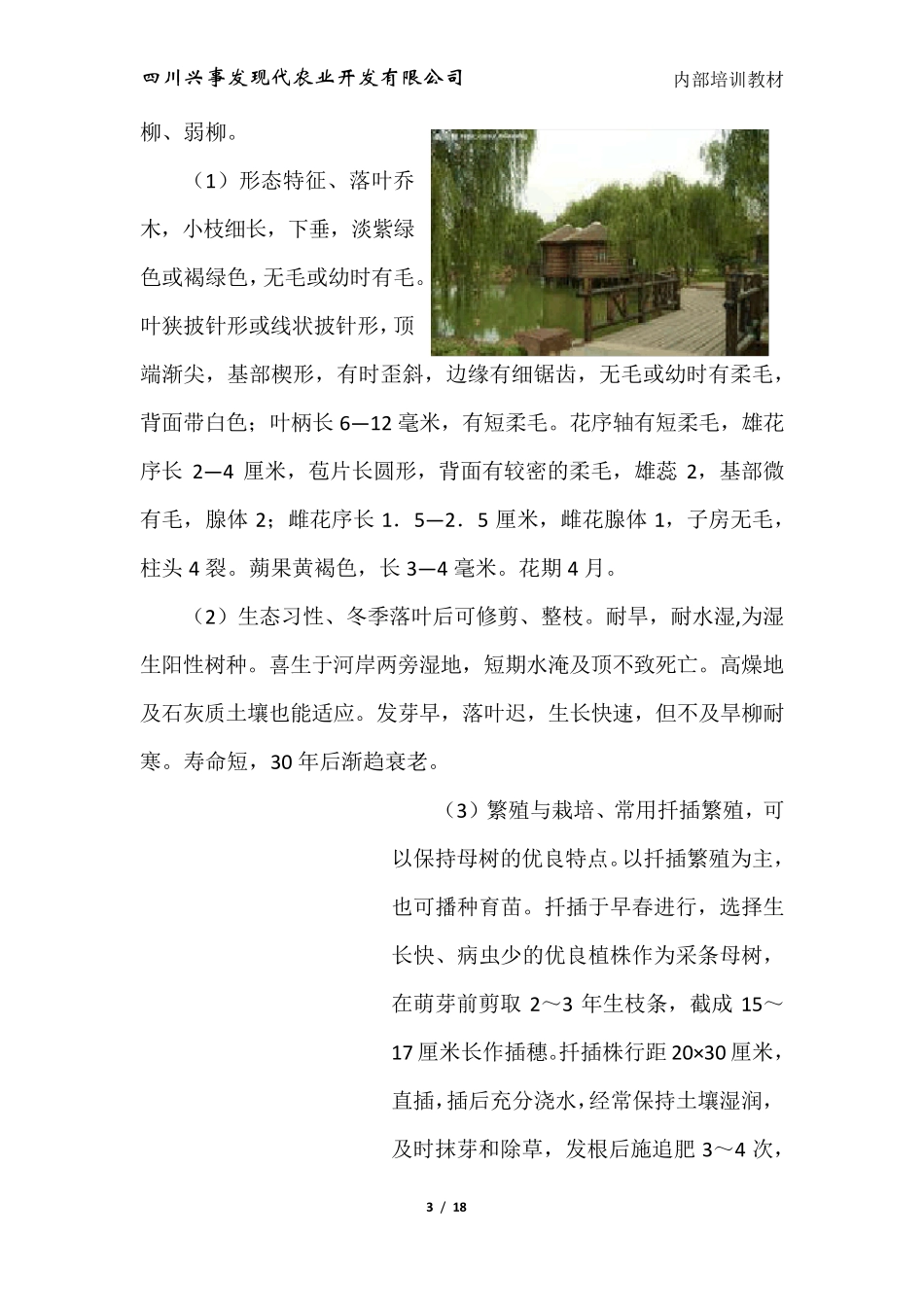 柳树种植技术_第3页