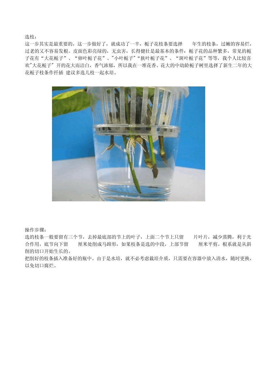 栀子花的水培扦插_第3页