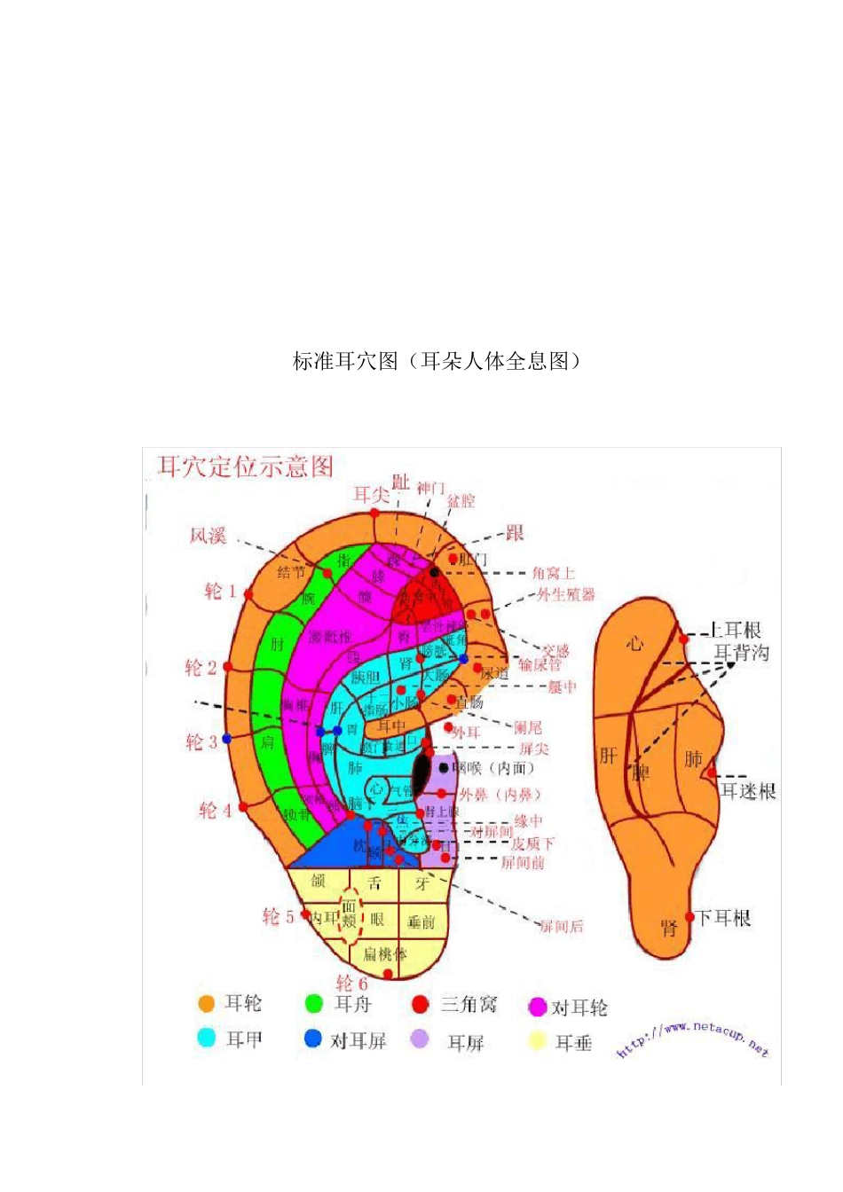标准耳穴图(耳朵人体全息图)_第1页