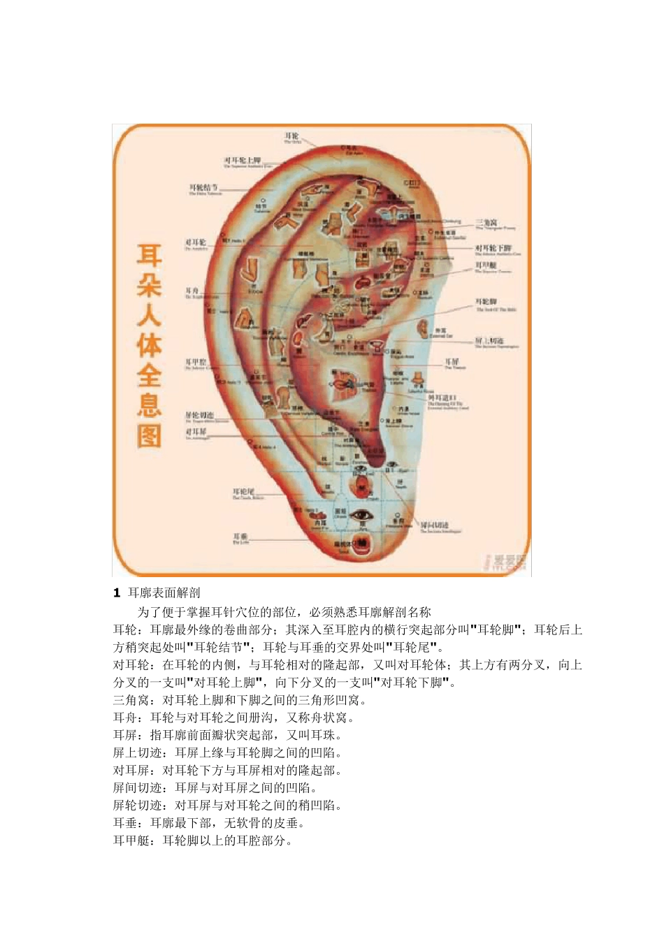 标准耳穴图(耳朵人体全息图)_第2页