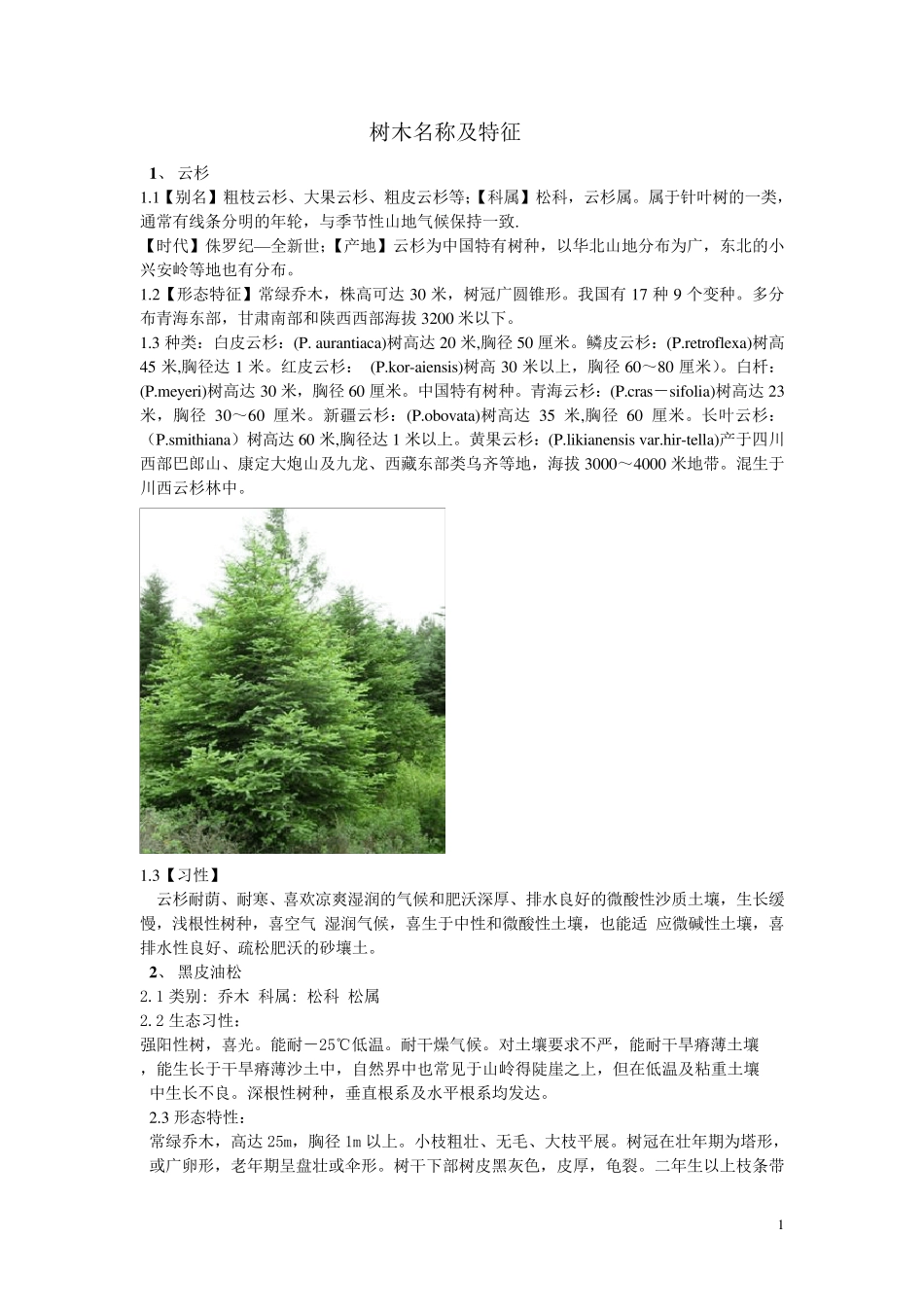 树木名称及特征_第1页