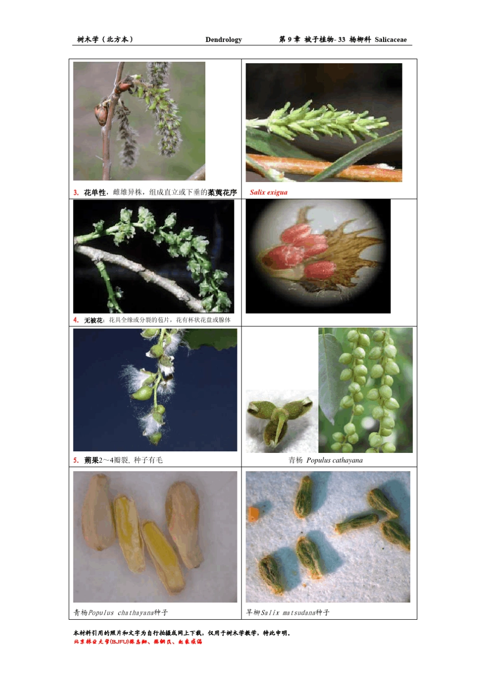 树木学杨柳科_第2页