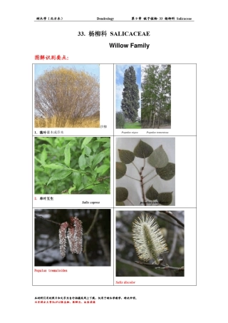 树木学杨柳科