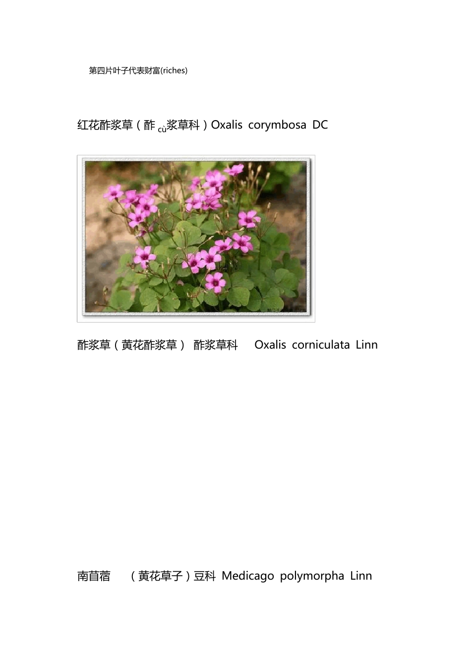 校园常见草本植物图谱_第2页
