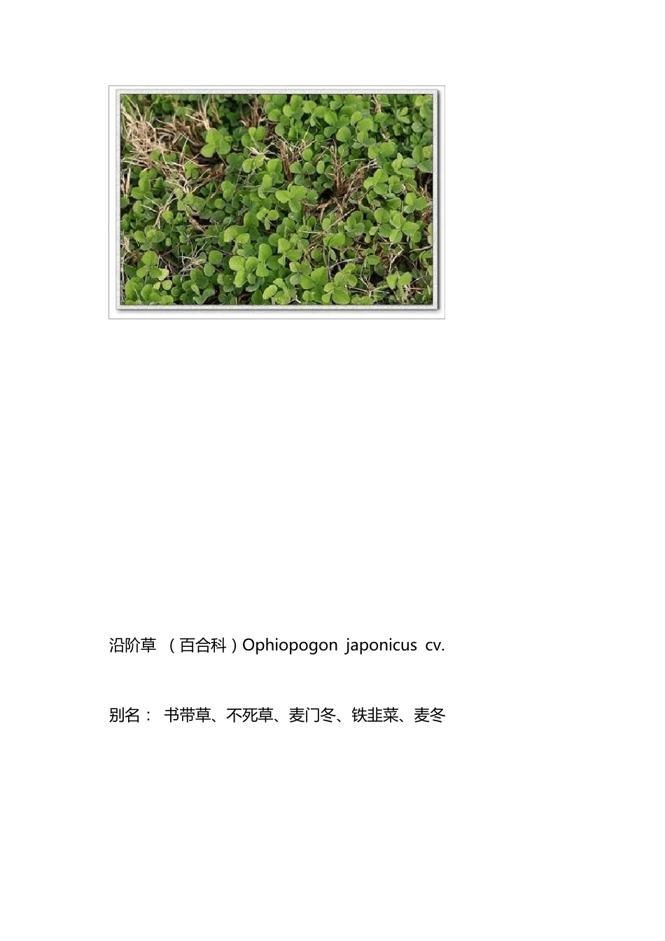 校园常见草本植物图谱_第3页
