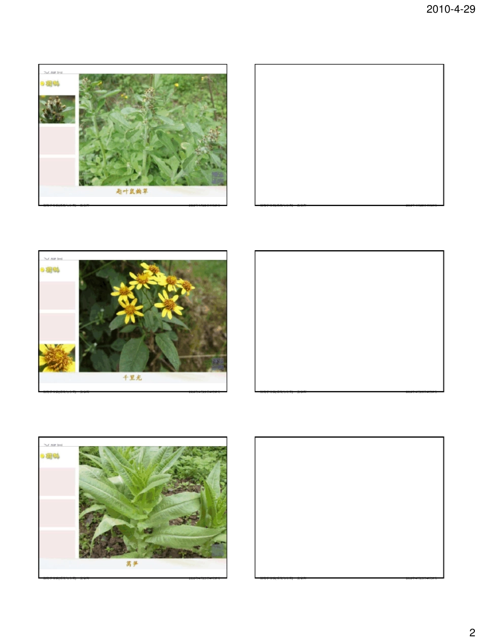 校园常见植物图鉴_第2页