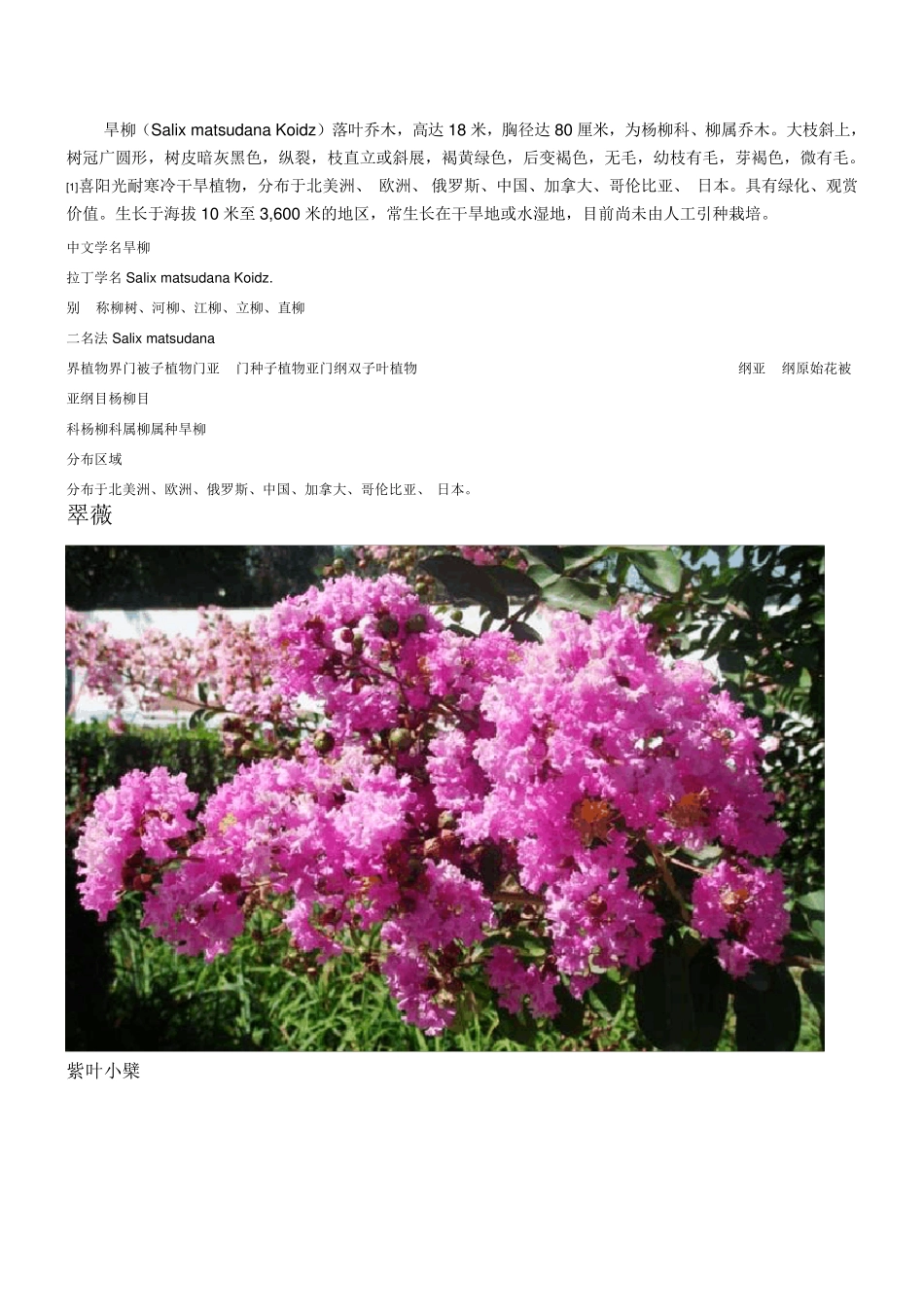 校园绿化树木图片及简介_第1页