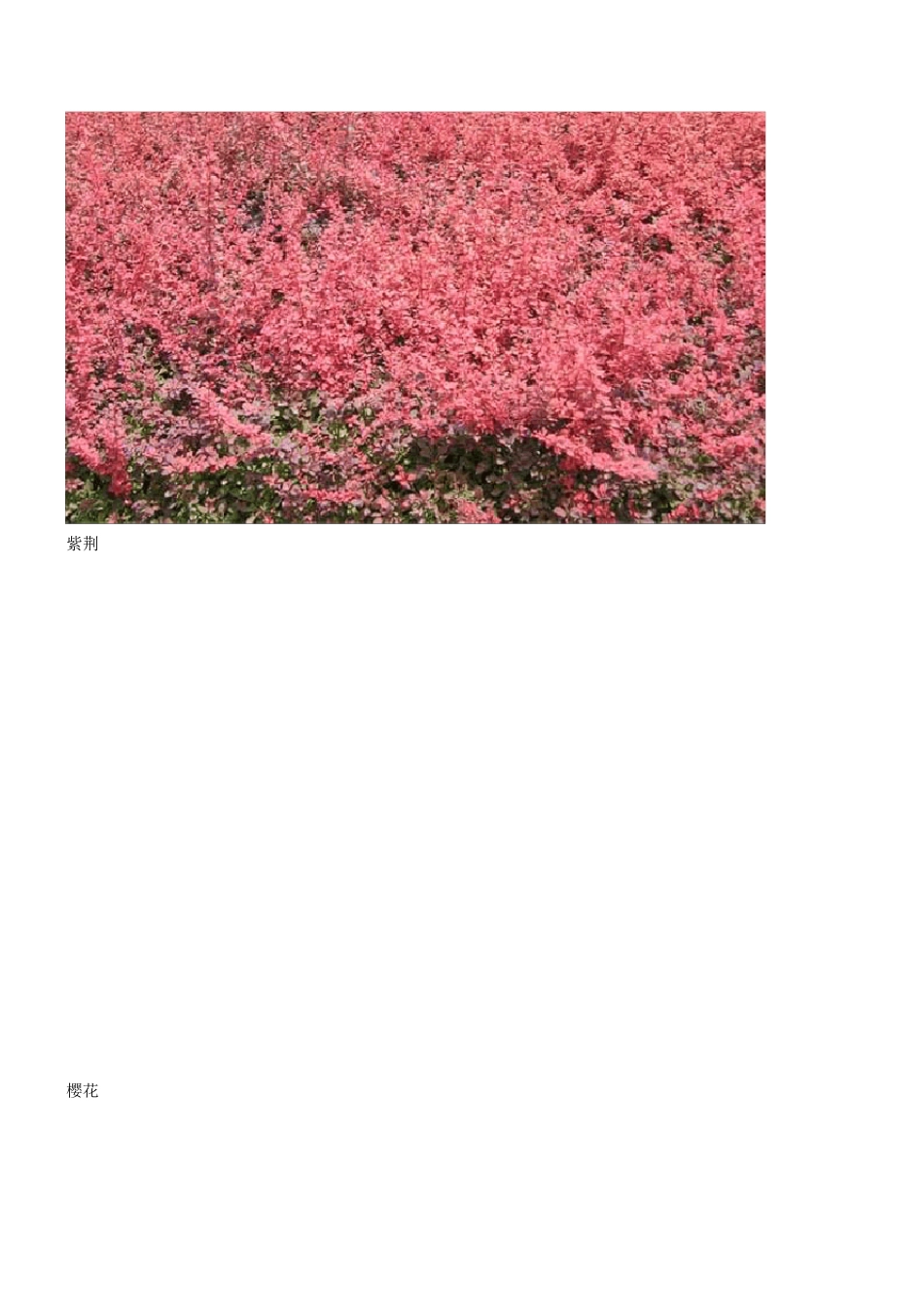 校园绿化树木图片及简介_第2页