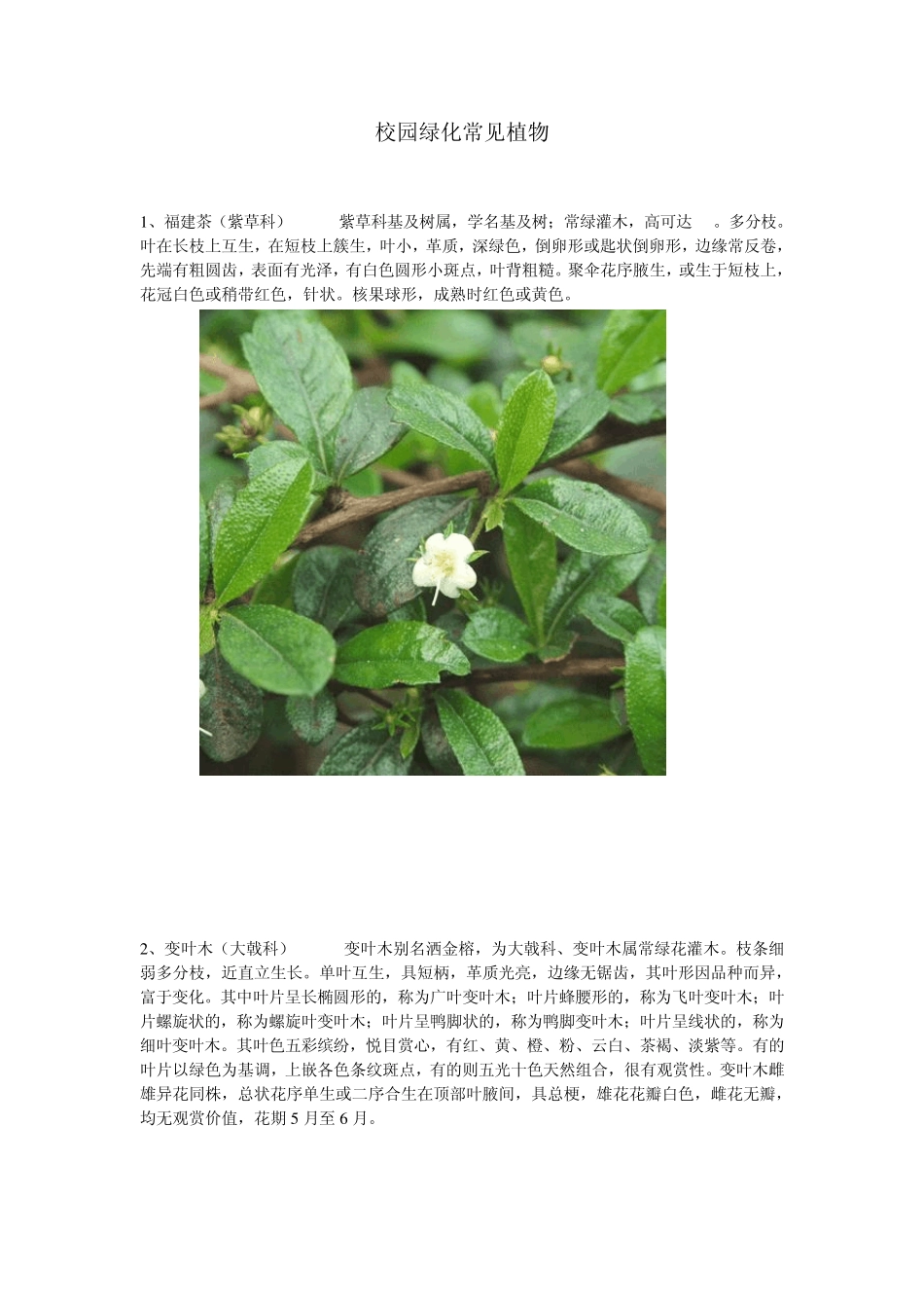 校园绿化常见植物_第1页