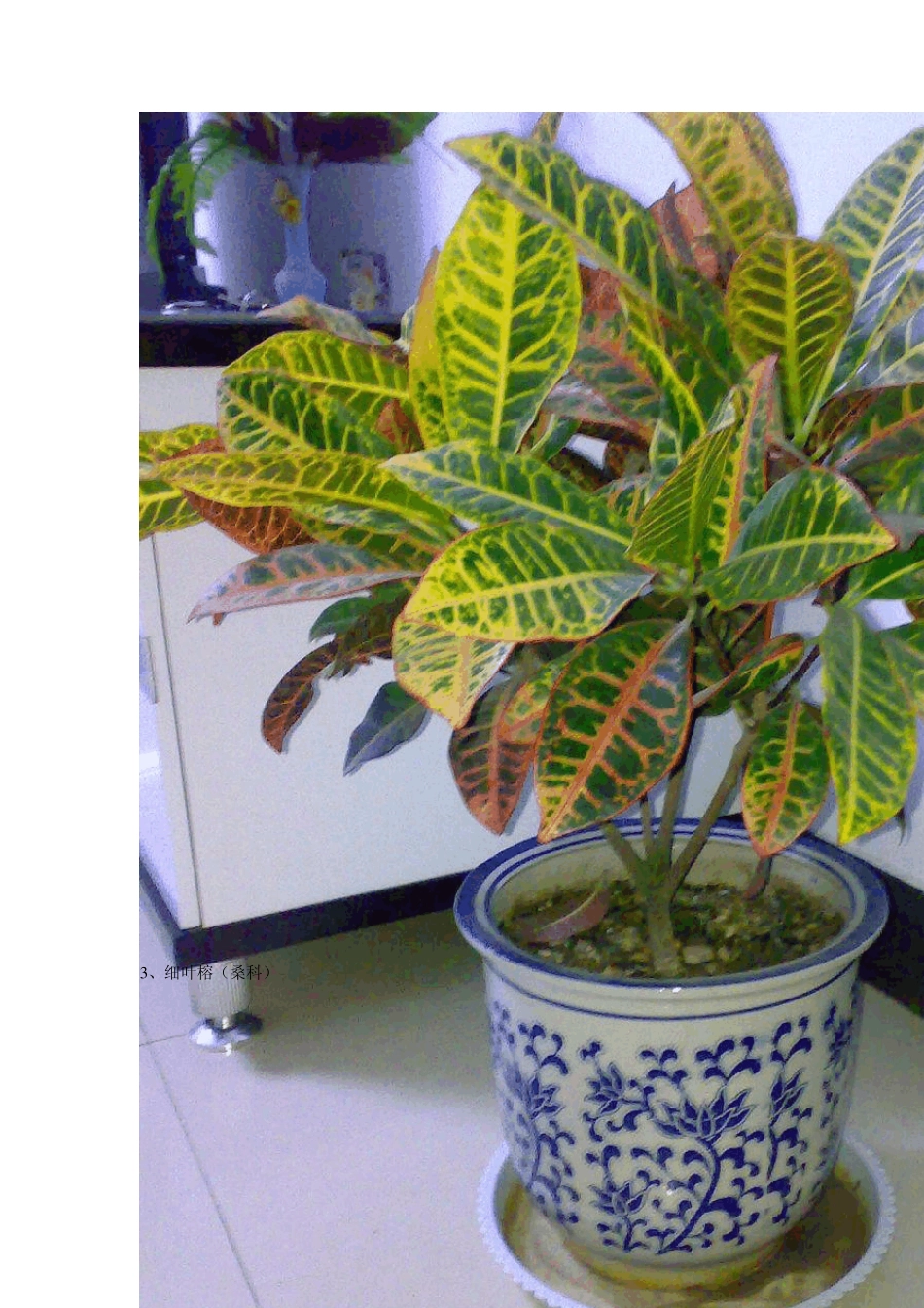 校园绿化常见植物_第2页