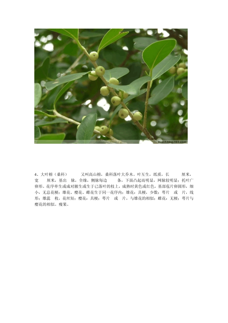 校园绿化常见植物_第3页
