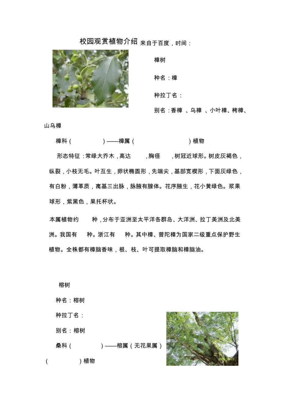 校园观赏植物介绍_第1页