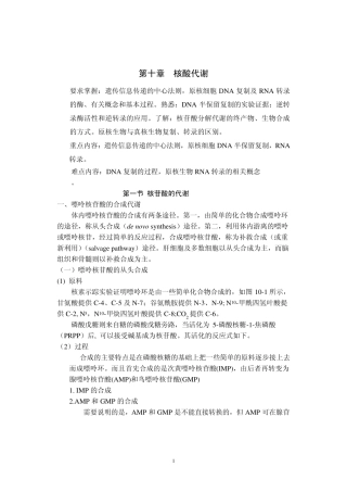 核苷酸代谢讲义