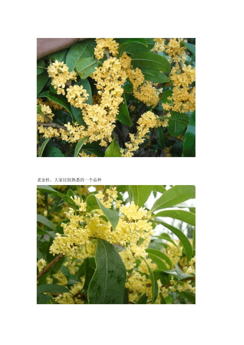 桂花品种(品种全,花叶清晰)_第2页
