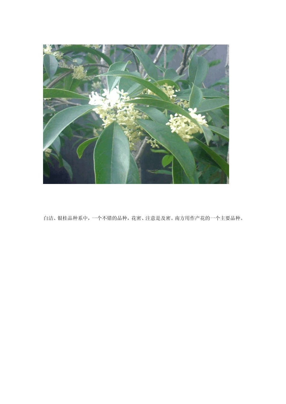桂花品种(品种全,花叶清晰)_第3页
