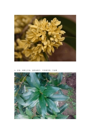 桂花品种(品种全,花叶清晰)